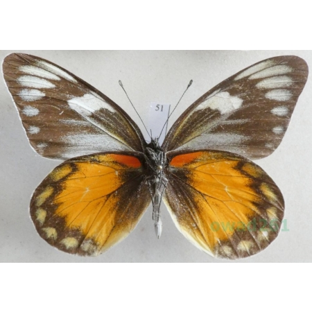 Delias zebuda Hewitson, 1862 male reverse Indonesia, Sulawesi51